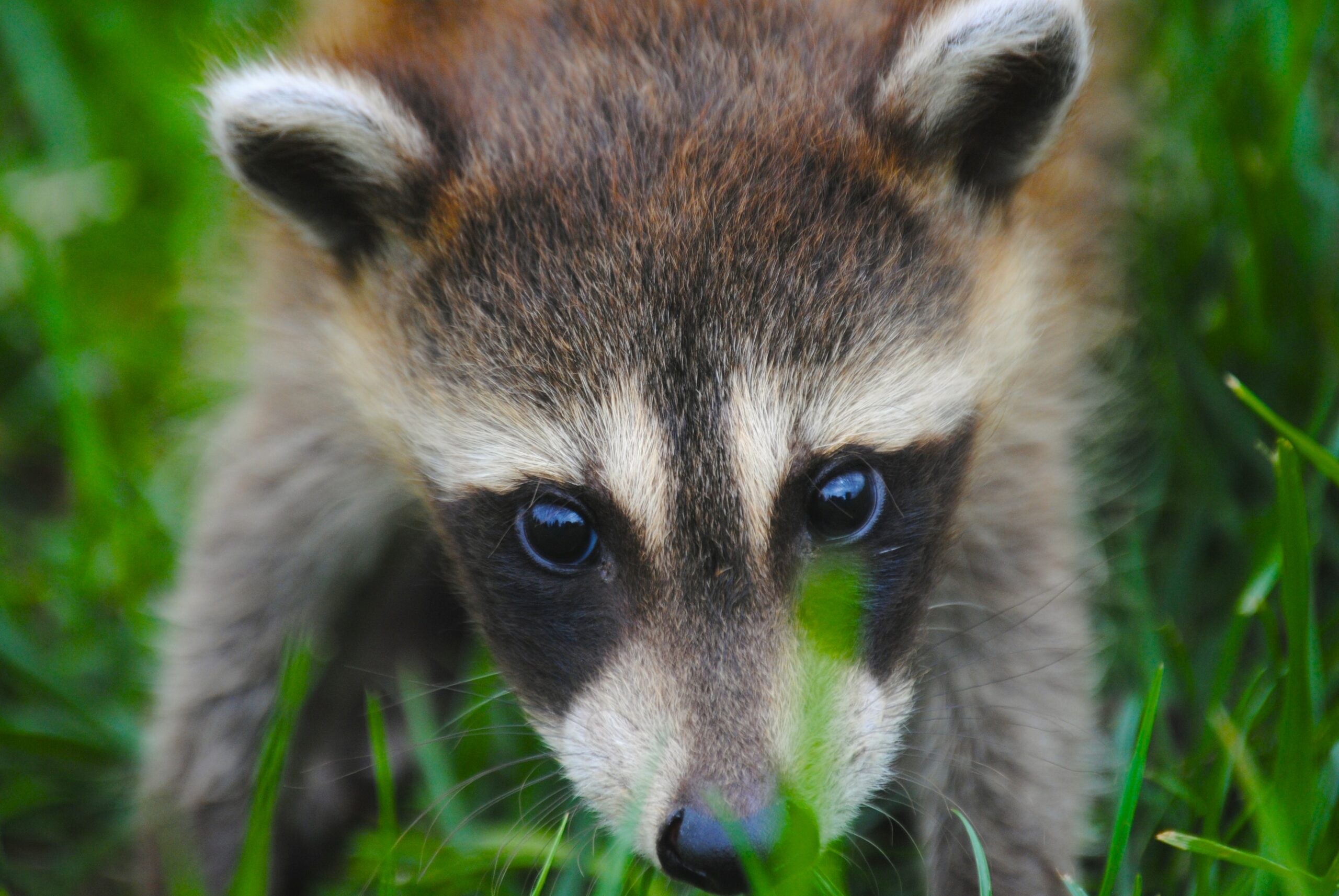 can a raccoon survive without a tail 2 scaled