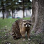 can you tame a raccoon 3