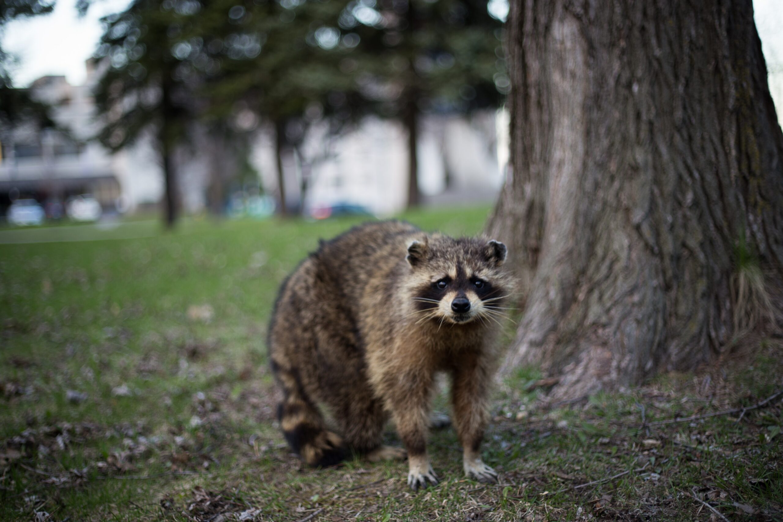 can you tame a raccoon 3 scaled