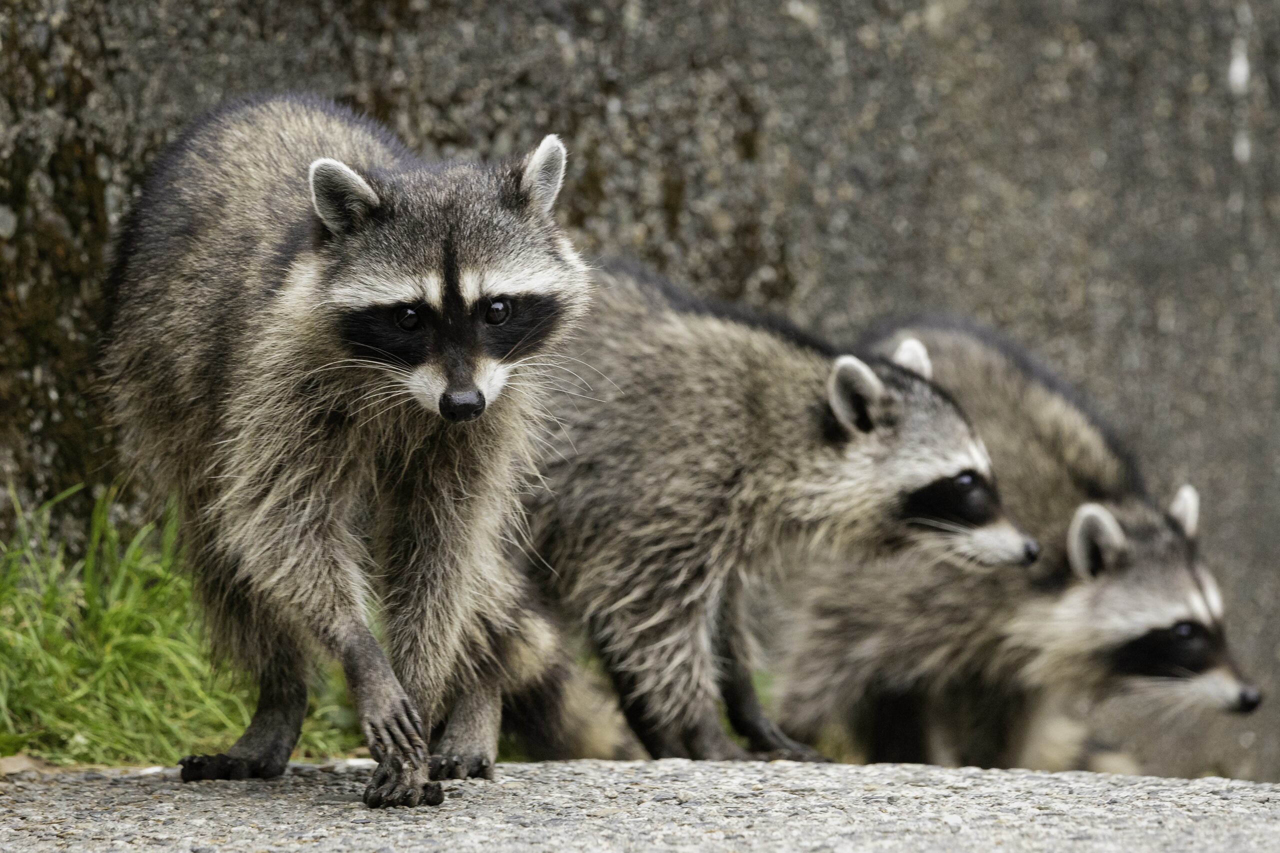 can you tame a raccoon scaled