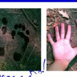 how big is a bison compared to a human