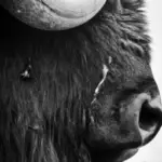 how many american bison are left