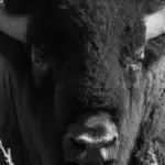 how many bison are there in the united states