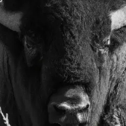 how many bison are there in the united states