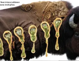 how many stomachs does a bison have e1692136336387