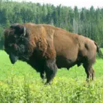 how many wood bison are left