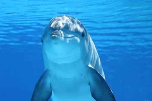 Can a Dolphin Smell Under Water 3 image 1