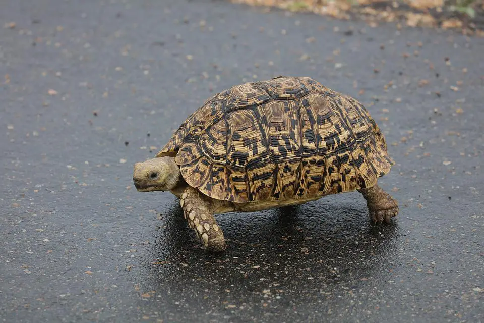Do leopard tortoises hibernate? 2 image 11