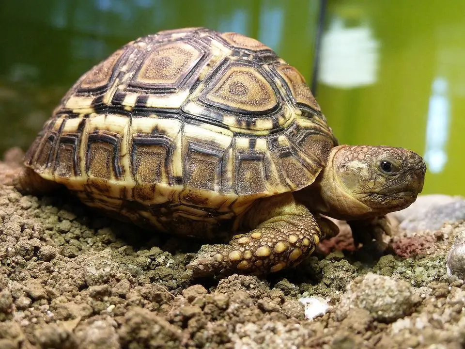 Do leopard tortoises hibernate? 3 image 12