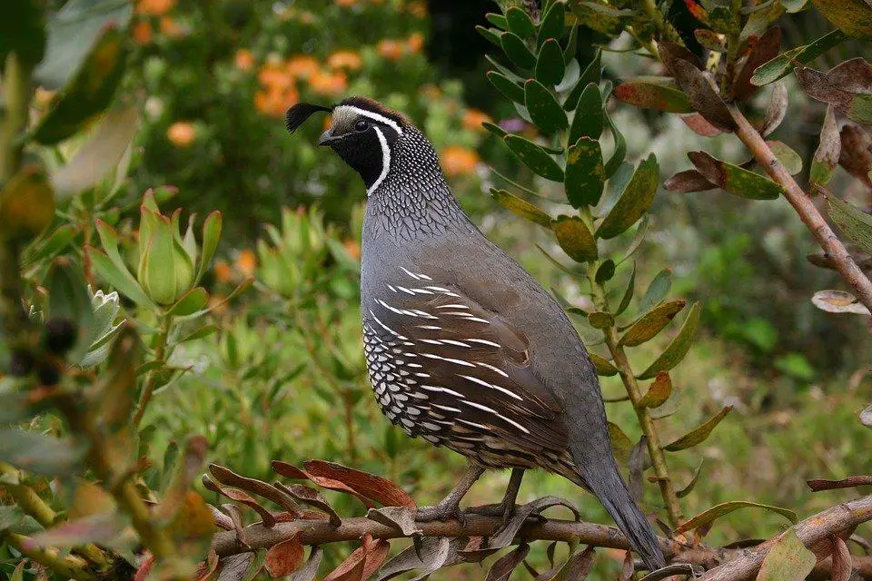 Can quails swim and fly far? 2 image 13