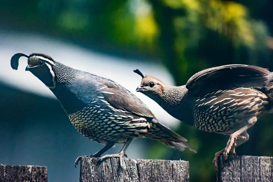 Can quails swim and fly far? 4 image 15