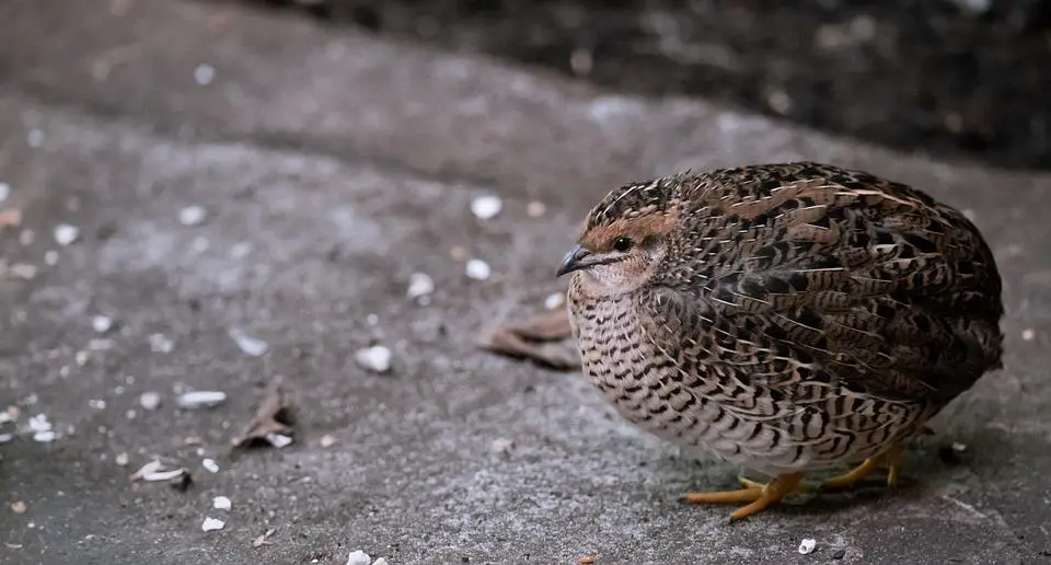 Can quails swim and fly far? 5 image 16