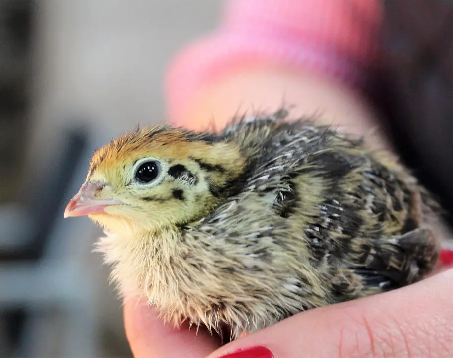 Can quails swim and fly far? 6 image 17