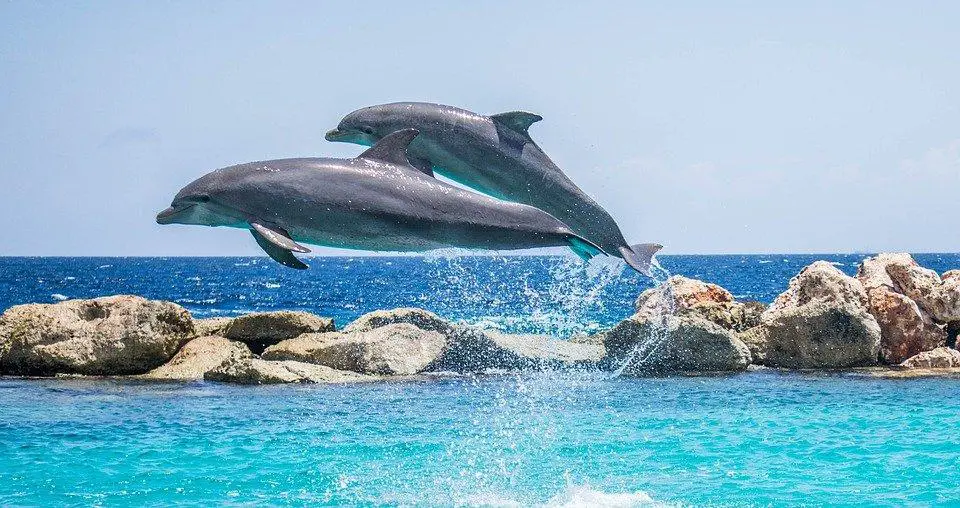 Can marine mammals get rabies? (Like Dolphins) 2 image 18