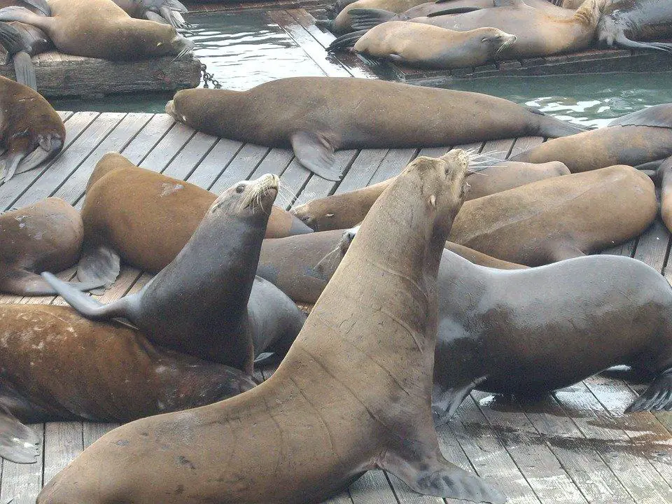 Can marine mammals get rabies? (Like Dolphins) 4 image 20
