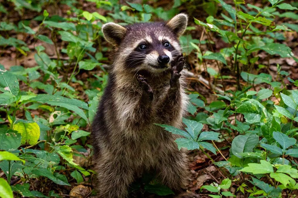 Do Raccoons Eat Skunks? 2 image 28