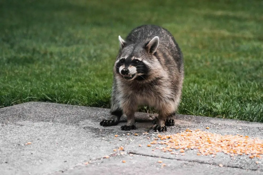Do Raccoons Eat Skunks? 3 image 29