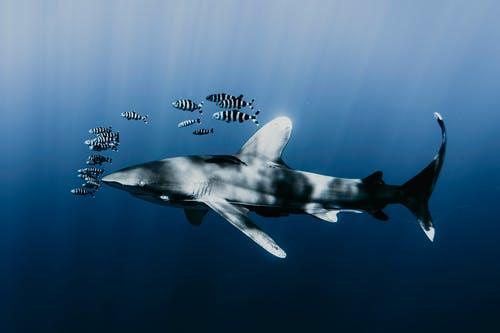 Which Animals Can Smell Underwater? 2 image 3