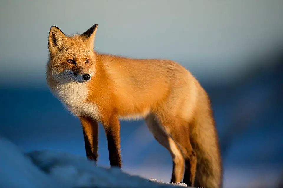 Can foxes mate with dogs? 2 image 35