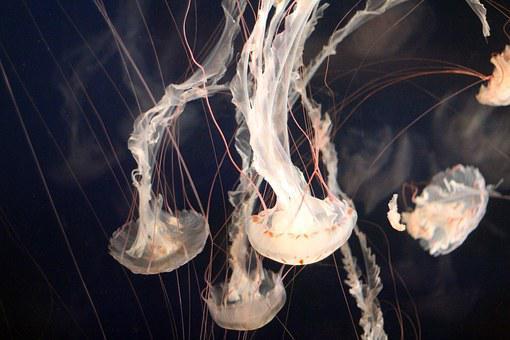 Do Jellyfish Live in a Group? (And what are they called) 3 image 41