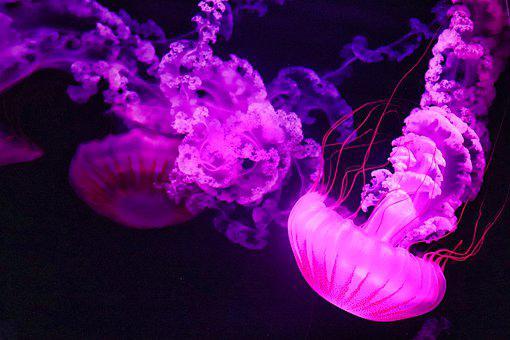 Do Jellyfish Live in a Group? (And what are they called) 4 image 43