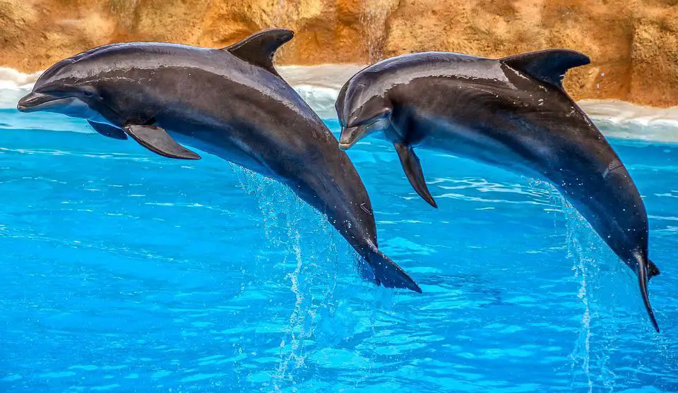 Can a Dolphin Smell Under Water 2 image