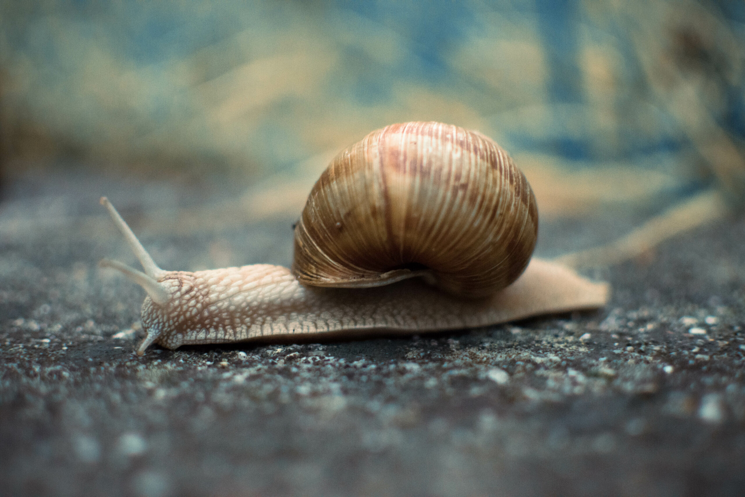 snail scaled