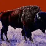 what happened to the american bison