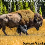 when is the bison rut in yellowstone