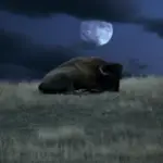 where do bison sleep