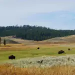 where does the american bison live