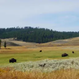 where does the american bison live