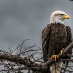 why do bald eagles look angry
