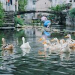 will geese keep raccoons away 3