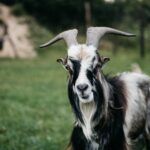 will goats keep raccoons away
