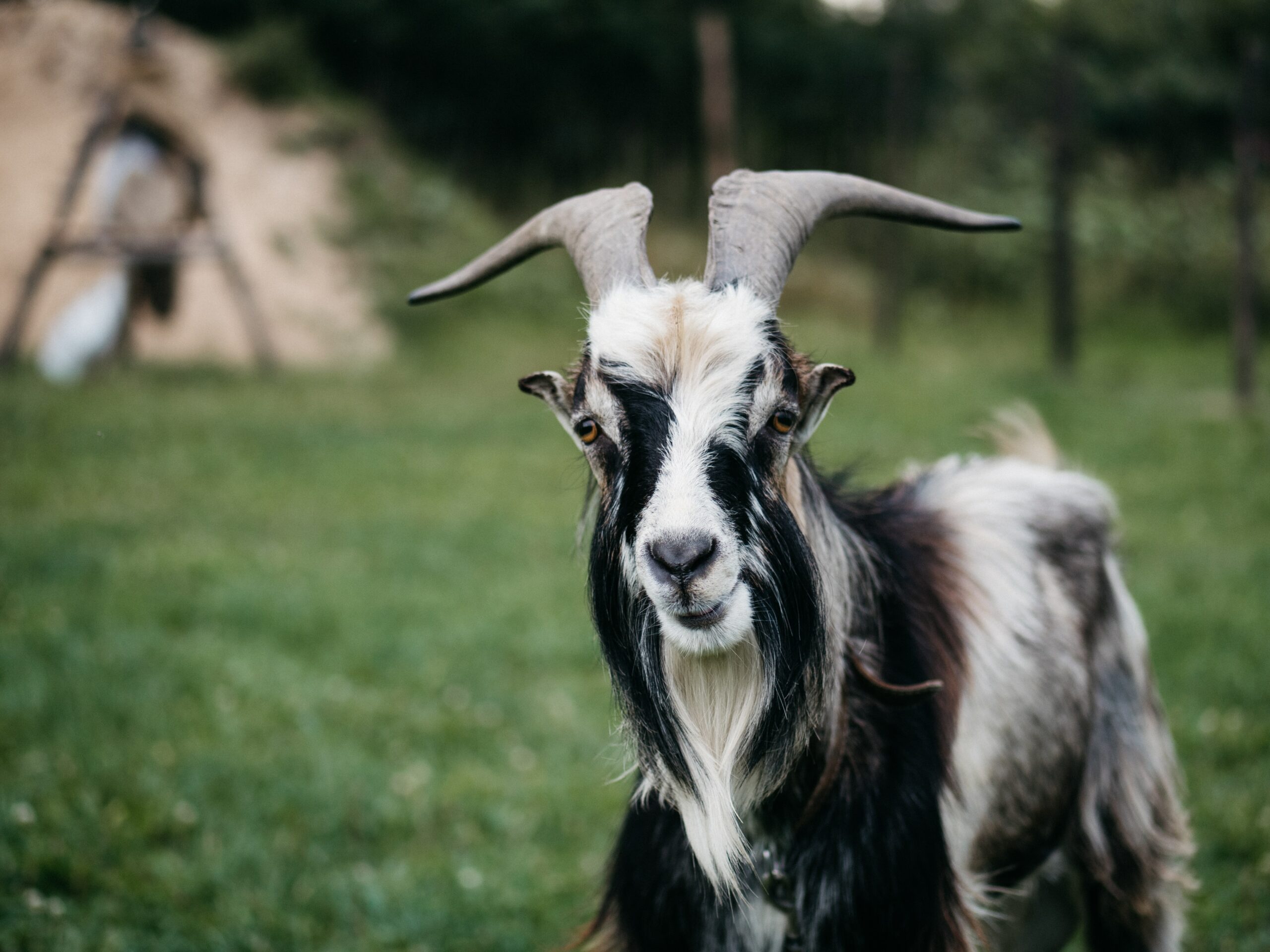 will goats keep raccoons away scaled