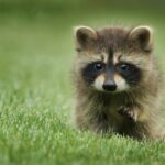 will raccoons eat kittens