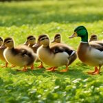 Do Ducks Eat Peanuts