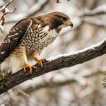 Do Hawks Eat Birds