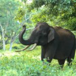 elephants fearful phobias revealed