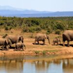 elephants unique and majestic