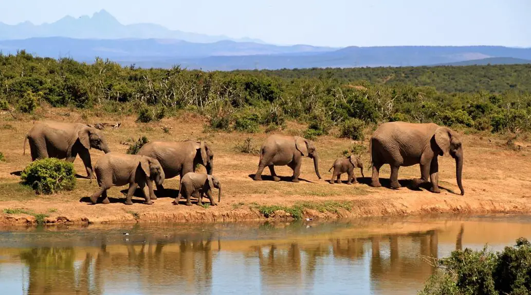 elephants unique and majestic