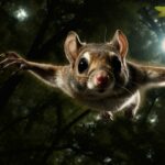 flying squirrel facts
