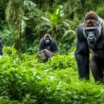 gorilla conservation organizations