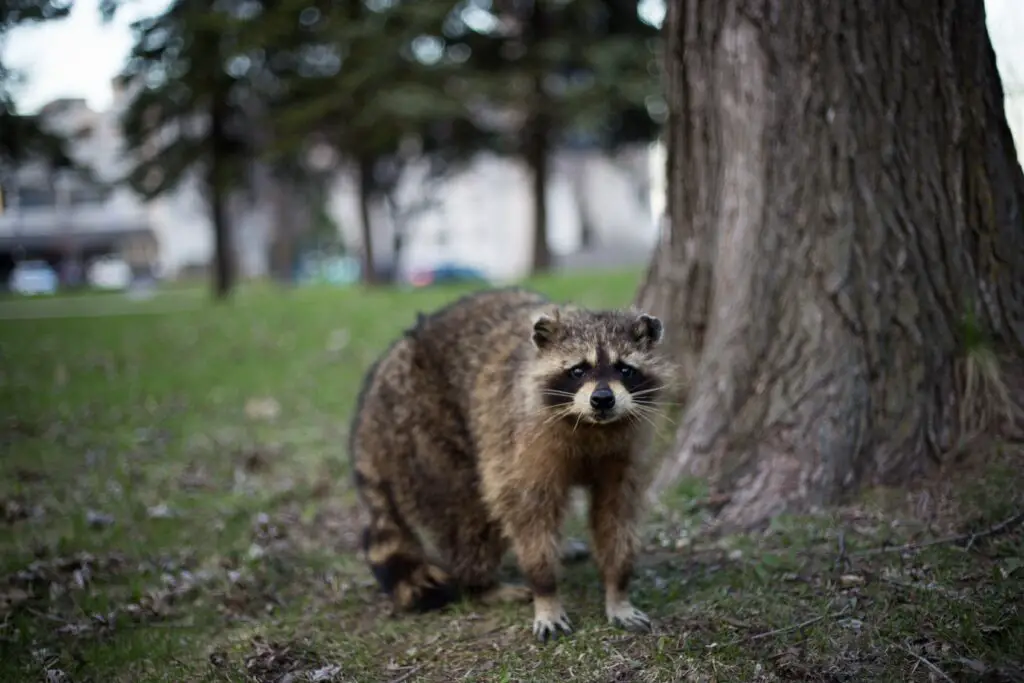 Can You Tame A Raccoon