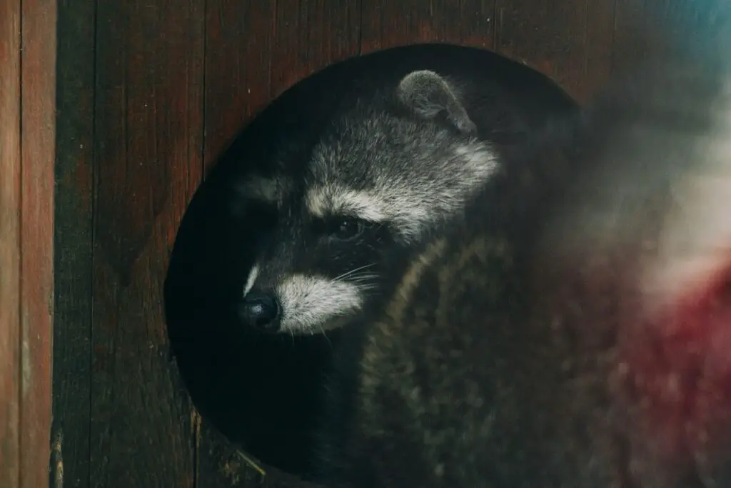Can You Tame A Raccoon