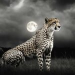 Cheetah nocturnal behavior