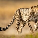 Cheetah speed