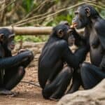 Chimpanzee communication in the wild