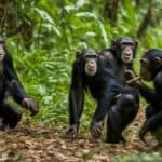 Chimpanzee hunting habits